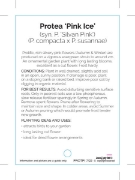 Picture of PROTEA PINK ICE                                                                                                                                       