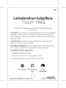Picture of LIRIODENDRON TULIPIFERA TULIP TREE                                                                                                                    