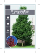 Picture of PYRUS CALLERYANA ARISTOCRAT ORNAMENTAL PEAR                                                                                                           