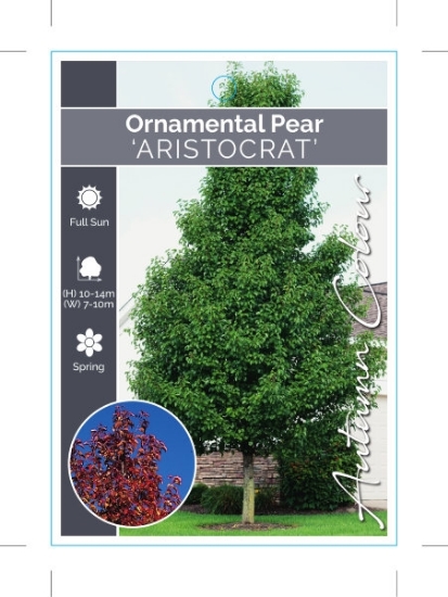 Picture of PYRUS CALLERYANA ARISTOCRAT ORNAMENTAL PEAR                                                                                                           