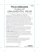 Picture of PYRUS CALLERYANA ARISTOCRAT ORNAMENTAL PEAR                                                                                                           