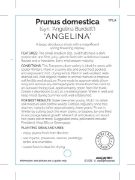 Picture of FRUIT PLUM ANGELINA (HERITAGE)                                                                                                                        