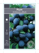 Picture of FRUIT PLUM ANGELINA (HERITAGE) Jumbo Tag                                                                                                              