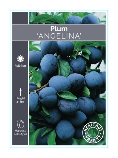 Picture of FRUIT PLUM ANGELINA (HERITAGE) Jumbo Tag                                                                                                              