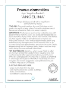 Picture of FRUIT PLUM ANGELINA (HERITAGE) Jumbo Tag                                                                                                              