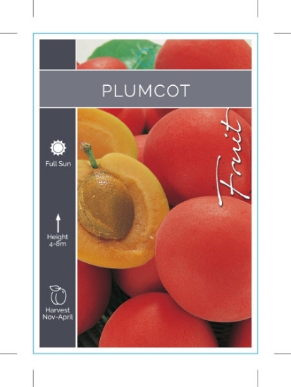 Picture of FRUIT PLUMCOT                                                                                                                                         