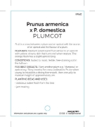 Picture of FRUIT PLUMCOT                                                                                                                                         