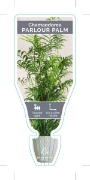 Picture of PALM CHAMAEDOREA ELEGANS PARLOUR PALM                                                                                                                 