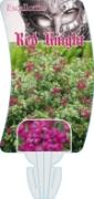Picture of ESCALLONIA RED KNIGHT                                                                                                                                 