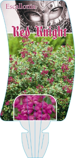 Picture of ESCALLONIA RED KNIGHT                                                                                                                                 
