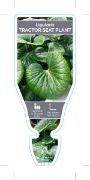 Picture of HOUSEPLANT LIGULARIA RENIFORMIS TRACTOR SEAT PLANT                                                                                                    