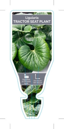 Picture of HOUSEPLANT LIGULARIA RENIFORMIS TRACTOR SEAT PLANT                                                                                                    