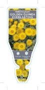 Picture of HELICHRYSUM ARGYROPHYLLUM                                                                                                                             