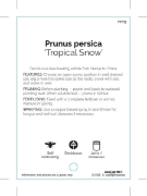 Picture of FRUIT PEACH TROPICAL TROPIC SNOW                                                                                                                      