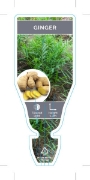 Picture of GINGER Zingiber officinale                                                                                                                            