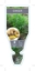Picture of GINGER Zingiber officinale                                                                                                                            