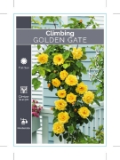 Picture of ROSE GOLDEN GATE CLIMBING                                                                                                                             