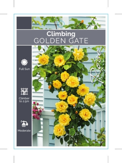Picture of ROSE GOLDEN GATE CLIMBING                                                                                                                             