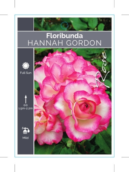 Picture of ROSE HANNAH GORDON (FL)                                                                                                                               