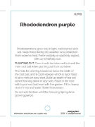 Picture of RHODODENDRON PURPLE SHADE (UNNAMED VARIETY)                                                                                                           
