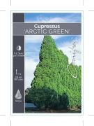Picture of CONIFER CUPRESSUS TORULOSA ARCTIC GREEN                                                                                                               