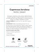 Picture of CONIFER CUPRESSUS TORULOSA ARCTIC GREEN                                                                                                               