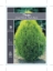 Picture of CONIFER THUJA ORIENTALIS AUREA NANA                                                                                                                   