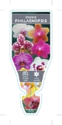 Picture of HOUSEPLANT PHALAENOPSIS ORCHID                                                                                                                        
