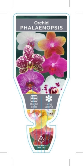 Picture of HOUSEPLANT PHALAENOPSIS ORCHID                                                                                                                        