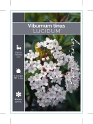 Picture of VIBURNUM TINUS LUCIDUM                                                                                                                                