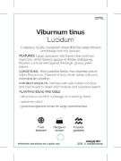 Picture of VIBURNUM TINUS LUCIDUM                                                                                                                                