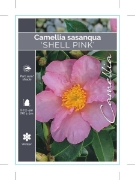 Picture of CAMELLIA SHELL PINK                                                                                                                                   