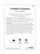 Picture of CAMELLIA SHELL PINK                                                                                                                                   