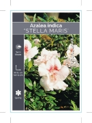 Picture of AZALEA STELLA MARIS                                                                                                                                   