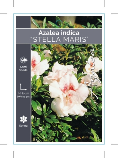 Picture of AZALEA STELLA MARIS                                                                                                                                   