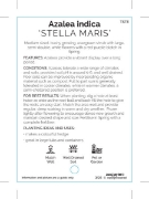 Picture of AZALEA STELLA MARIS                                                                                                                                   
