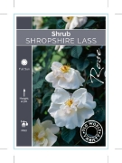 Picture of ROSE SHROPSHIRE LASS (OW)                                                                                                                             