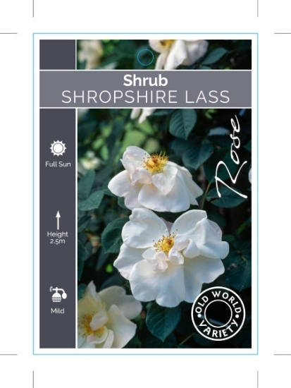 Picture of ROSE SHROPSHIRE LASS (OW)                                                                                                                             