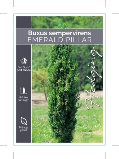 Picture of BUXUS SEMPERVIRENS EMERALD PILLAR                                                                                                                     