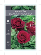Picture of ROSE BLACK MADONNA (HT)                                                                                                                               