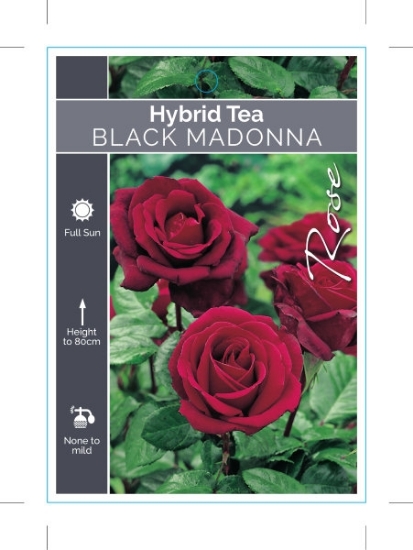 Picture of ROSE BLACK MADONNA (HT)                                                                                                                               