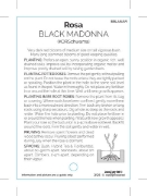 Picture of ROSE BLACK MADONNA (HT)                                                                                                                               