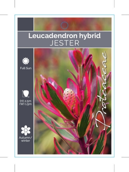 Picture of LEUCADENDRON JESTER                                                                                                                                   