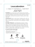 Picture of LEUCADENDRON JESTER                                                                                                                                   
