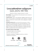 Picture of LEUCADENDRON GOLDEN MITRE                                                                                                                             