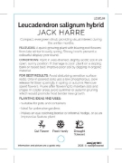 Picture of LEUCADENDRON JACK HARRE                                                                                                                               