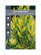 Picture of LEUCADENDRON SAFARI GOLDSTRIKE                                                                                                                        