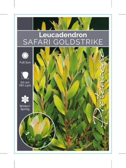 Picture of LEUCADENDRON SAFARI GOLDSTRIKE                                                                                                                        