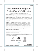 Picture of LEUCADENDRON YELLOW COUNTESS                                                                                                                          