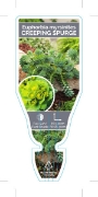Picture of EUPHORBIA MYRSINITES CREEPING SPURGE                                                                                                                  